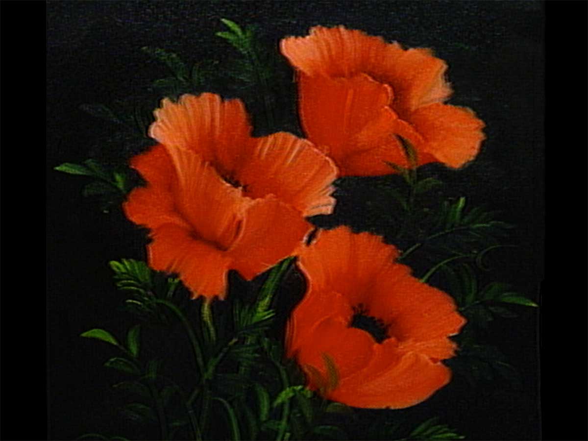 Anemone-Poppies1200