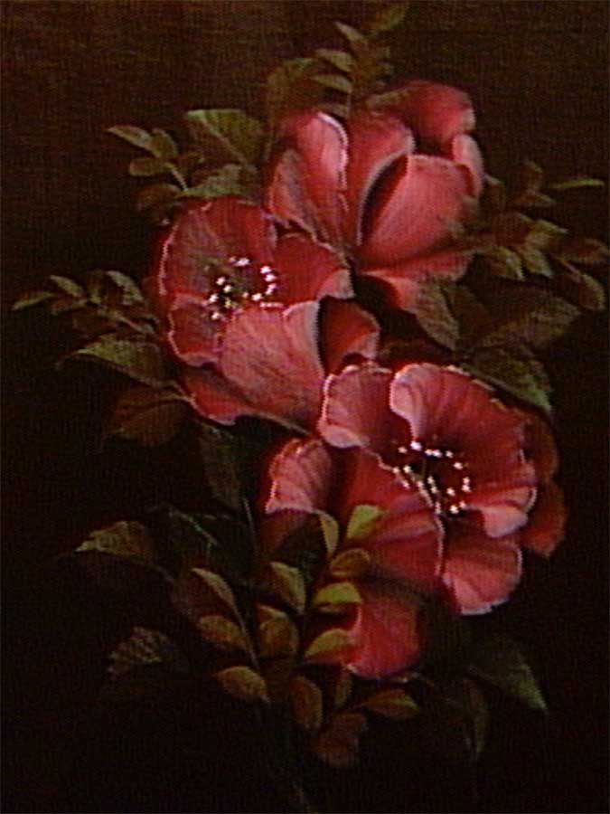 Red-Poppies1200